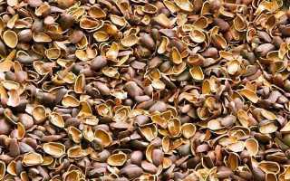 Кедровые орехи: настойка на водке, лечебные свойства кедровых шишек