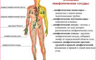 Лимфатические узлы на теле человека — расположение и функции