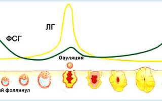 Что такое ФСГ — норма у женщин